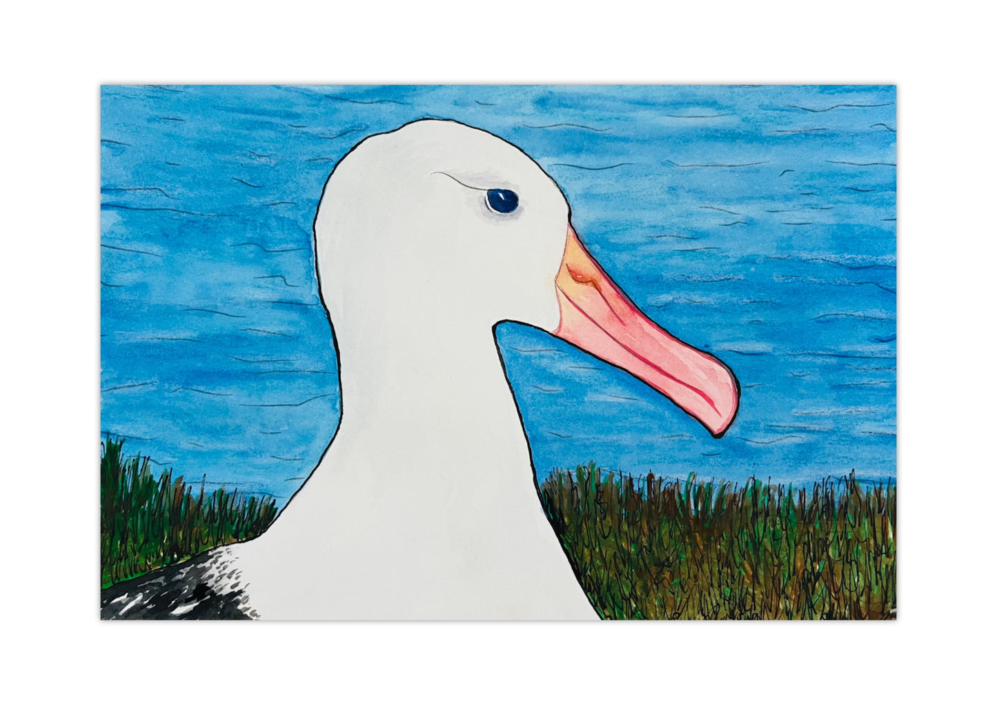 Toroa / Royal Albatross