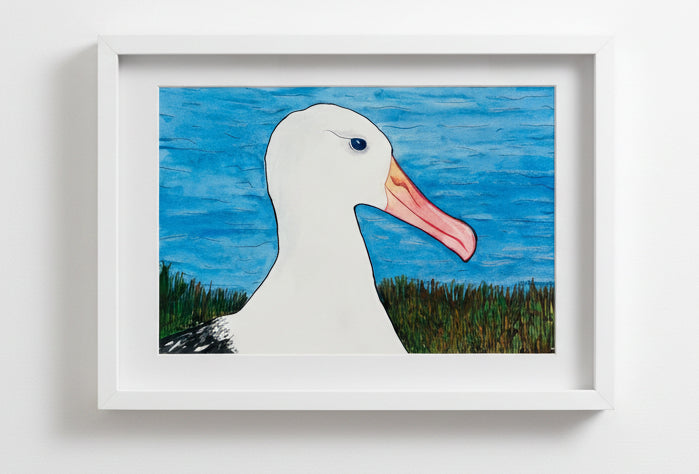 Toroa / Royal Albatross